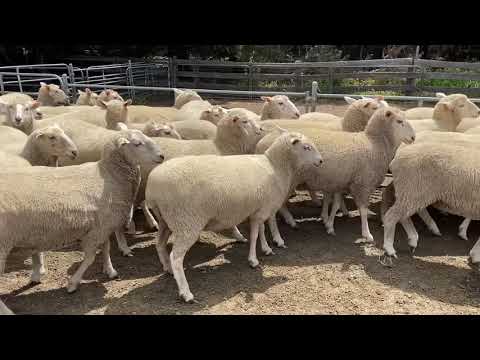 65 BORDER LEICESTER/MERINO X EWES