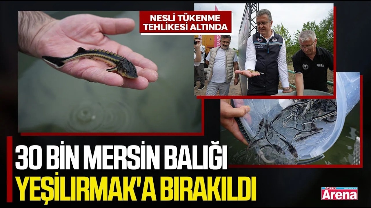 Samsun'da 30 bin mersin balığı Yeşilırmak'a bırakıldı