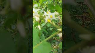 Download lagu relawan citarum harum cirata #bantufyp #duck #modalawalternakpuyuhpetelur500ekor mp3