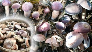 หมายเก่าเมื่อวาน เห็ดเริ่มบานแล้วจ้า🍄