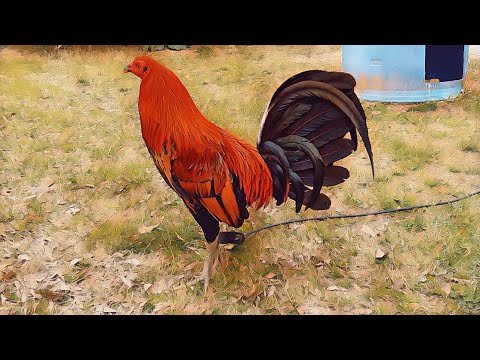 World Class Fowl At Legends Farm In Alabama