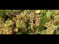 Northern NY Grapes & Wines Beating The Cold, Making Their Mark