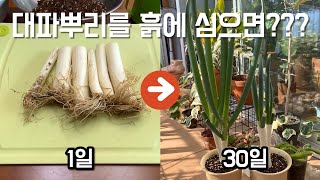 대파뿌리를 화분에 심었더니?? 대파키우기!!