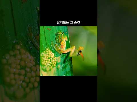 참는 게 일상인 모든 아빠들에게 , 유리개구리의 처절한 반격  #다큐멘터리 #자연다큐 #생존