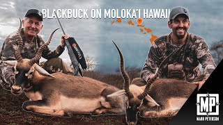 Blackbuck Antelope: Moloka’i Hawaii