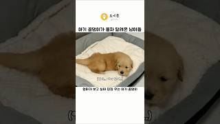 아기 골댕이가 우니까 달려오는 냥이 삼촌들