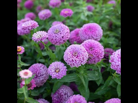 Trả về anh thuở độc hành - Quỳnh Lan