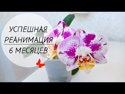 Phal. Blanka 🌺 УСПЕШНАЯ РЕАНИМАЦИЯ за 6 месяцев! Орхидея Бланка