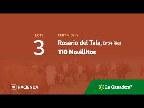 Lote Novillitos Rosario del Tala
