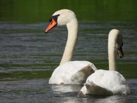 Mit Yoshi on Tour - Brenz bei Hermaringen