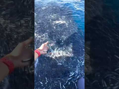 भाई साहब ऐसी फिशिंग नहीं देखी होगी आपने  ”!।।#ytshorts #deepseafishing#oceanadventure#viralfishing