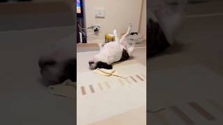 独特な遊び方をするフレブル