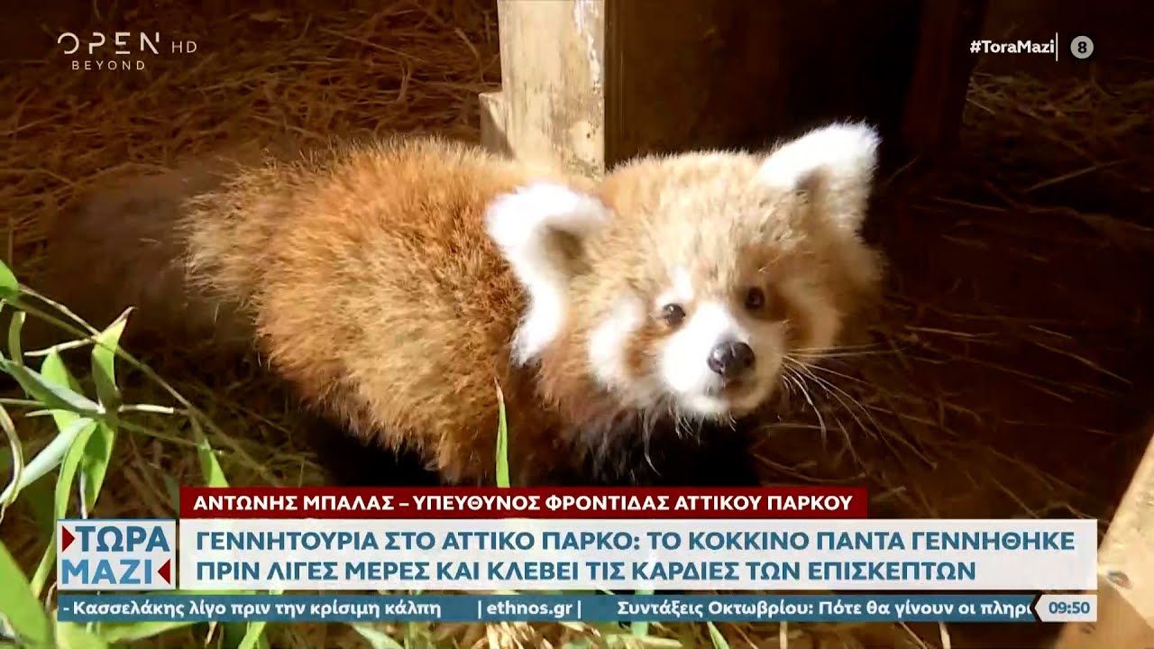 Seltener Roter Panda, geboren im Zoologischen Park Attika