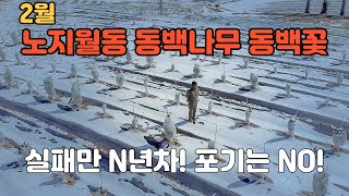 동백월동 동백꽃 생존? 실패만 하지만 포기는 안합니다 