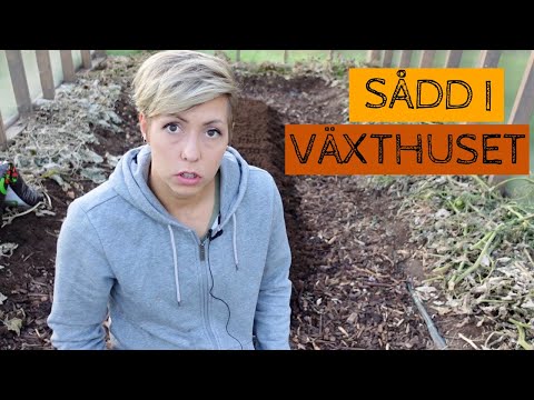 Höstsådd i växthuset i september - förhoppning om att få gröna blad under senhösten