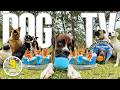 Doggy Daycare TV 9 Hours Pure Dog Entertainment Variety Videos For Dogs To Watch Reduce Anxiety