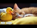 12 Hours Calming Music for Cats 🐈 Sleep Music for Cats No Ads ♬ Sleep Music for Anxious Cats