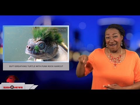 Butt-breathing turtle with funk rock haircut (ASL - 4.14.18)