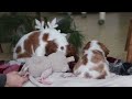 Cavalier King Charles Spaniel dogs for sale: Ivy - Video 1