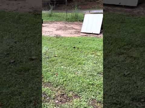 Slick lizard 4 Webber sweater! By Jerry adkins nauboo alama message lang kayo sa papasabuy!