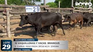 LOTE 29