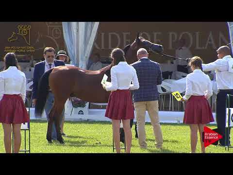 N.42 WAWER - 2017 Pride Of Poland - Yearling Colts (Class 4)