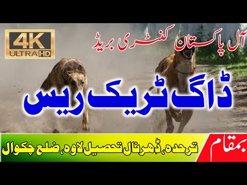 Dog Track Race || Dhurnal, Tarhada|| 2022