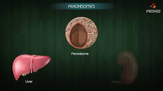 Peroxisomes - Structure and function ( Cell Physiology ) medical animations