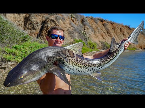 image-Is leopard shark friendly?