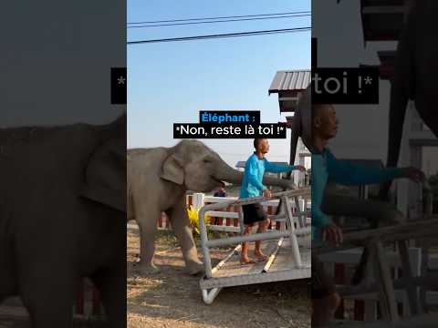 Ce Bébé Éléphant Voulait Lui Dire Au Revoir 😳