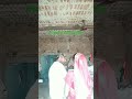 Rootho Mat Mara Sajan Shourt Trending Video