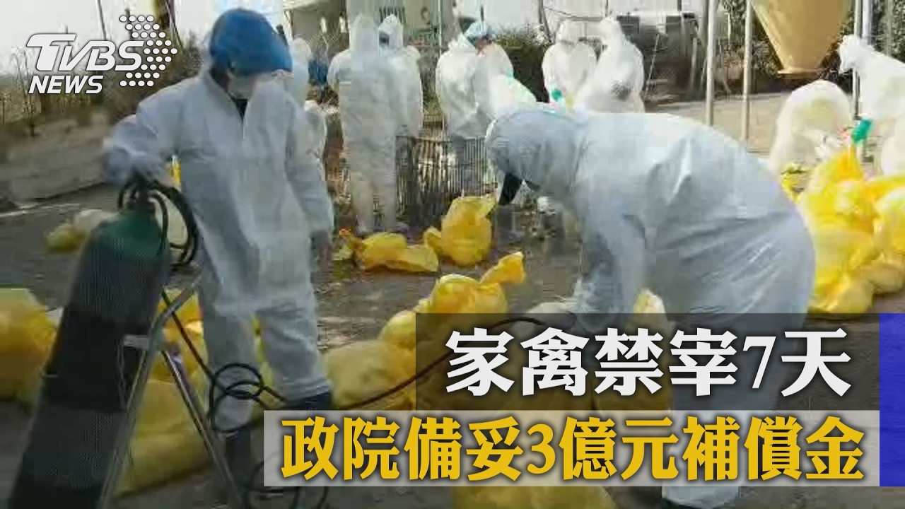 家禽禁宰7天　政院備妥3億元補償金
