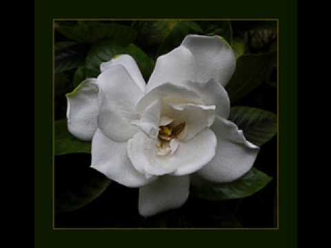 download lagu mp3 mp4 DAVID ARNOLD Mp3, download lagu DAVID ARNOLD Mp3 gratis, unduh video klip DAVID ARNOLD Mp3