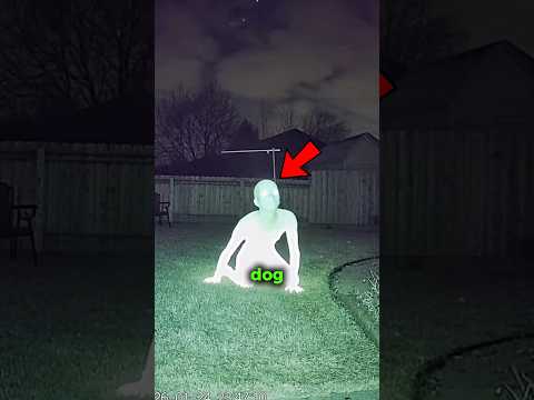 Is This Dog Okay? 😰