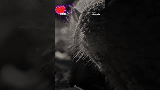 It&#39;s a love story baby just say yes 🎶 #Mammals #Armadillo  #wildlife