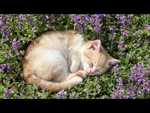 Soothing Music for Cats 🐱 12 Hours of Peaceful, Stress-Free Comfort