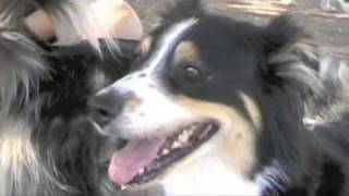 Macie NorCal Aussie Rescue
