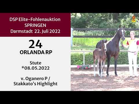 KN 24: Stutfohlen v. Oganero/Stakkato's Highlight