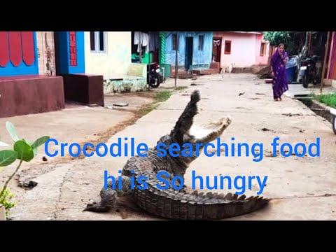 Dangerous Crocodile Searching Food.All Are Hungry 🐊🐊🐊🐊🐊🐊🐊🐊