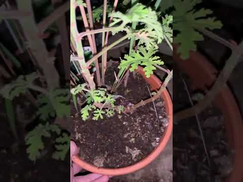 ゼラニウムをいつ地面に植えるのですか？どこに表示するのですか?それらを維持するにはどうすればよいでしょうか?  庭園