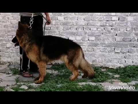 German shepherd triple coat male