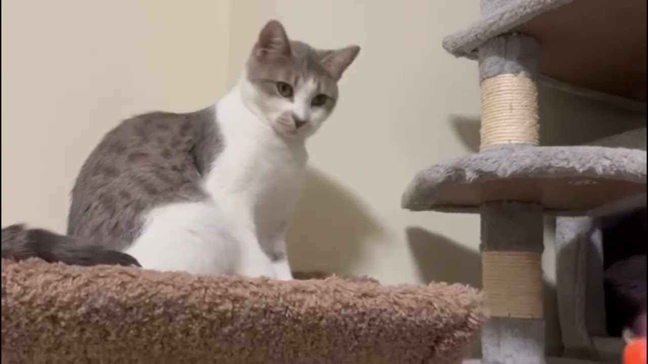 Enlarge Dream (bonded with Bernie), a Adoptable mixed breed in Toronto, ON video 6/6