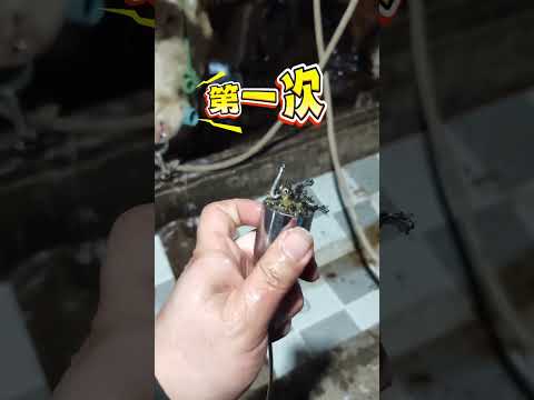 The Ultimate Guide to Feeding Cows for Optimal Health