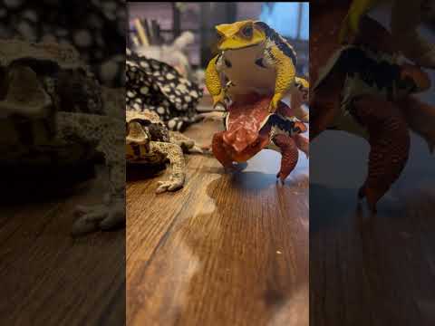 本物のヒキガエル 植物