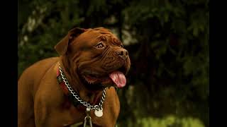 Big Bow Wow