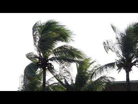 Fortes ventos derrubam árvores em Búzios e píer é interditado na cidade