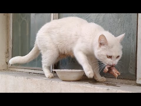 Mother Cat Enjoying Outside For The First Time With Her Kittens Let's Hope She Will Not Escape