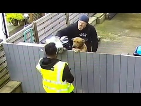 Un chien qui choque un livreur Les animaux les plus drôles filmés sur cctv 🤣