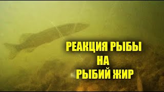 Применение рыбьего жира для рыбалки