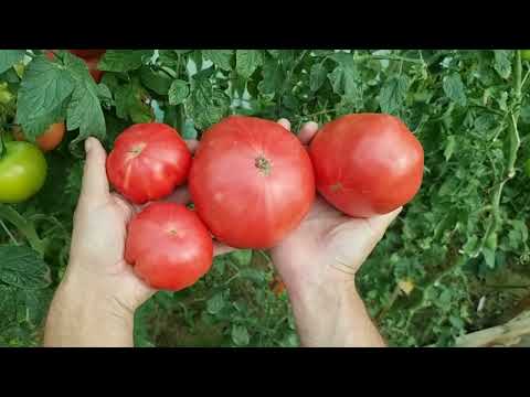 Pomidor odmiany Buffalo Pink F1